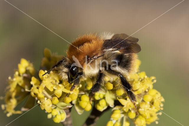 Common Carder Bee (Bombus agrorum)