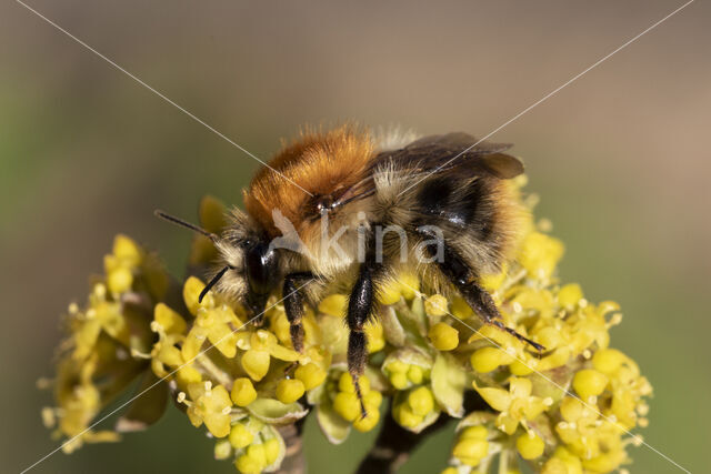 Common Carder Bee (Bombus agrorum)