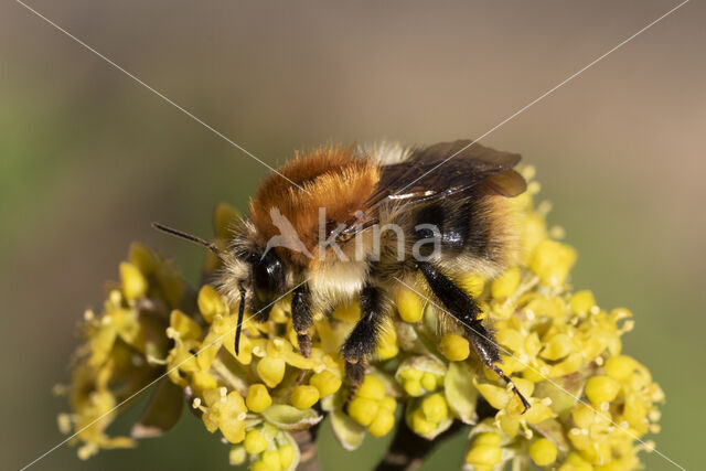 Common Carder Bee (Bombus agrorum)