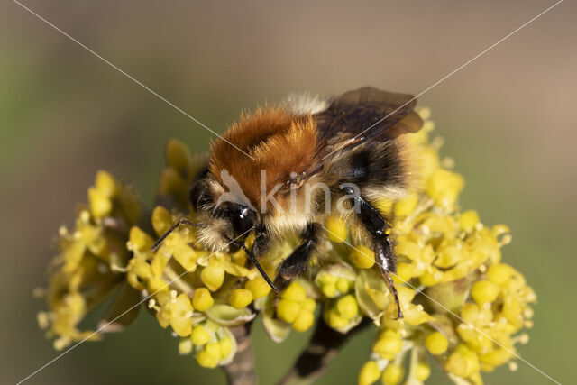 Common Carder Bee (Bombus agrorum)