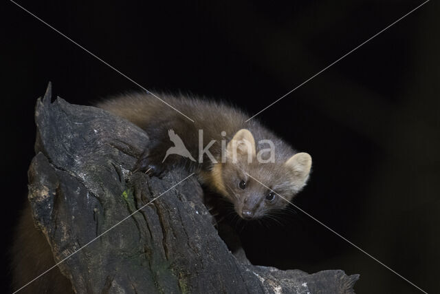 Pine Marten (Martes martes)