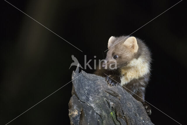 Pine Marten (Martes martes)