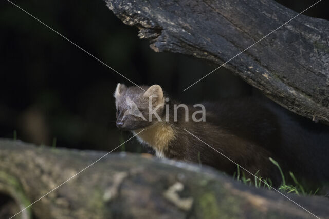 Pine Marten (Martes martes)