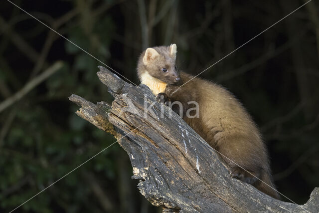 Pine Marten (Martes martes)