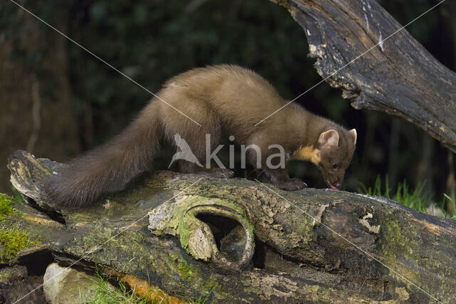 Pine Marten (Martes martes)