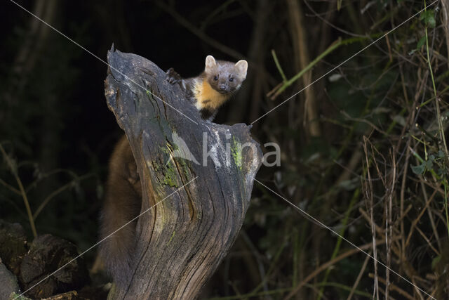 Pine Marten (Martes martes)