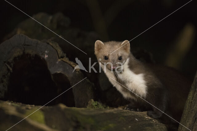 Beech Marten (Martes foina)