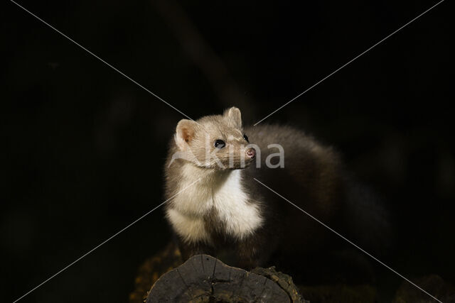 Beech Marten (Martes foina)