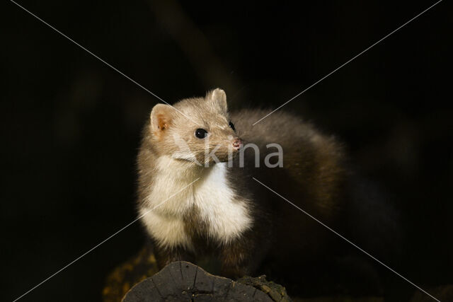 Beech Marten (Martes foina)