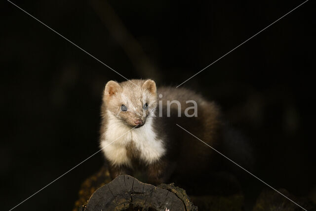 Beech Marten (Martes foina)