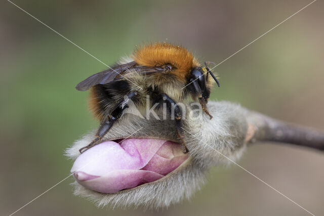 Common Carder Bee (Bombus agrorum)