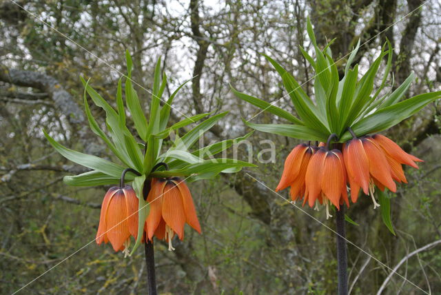 Keizerskroon (Fritillaria imperialis)