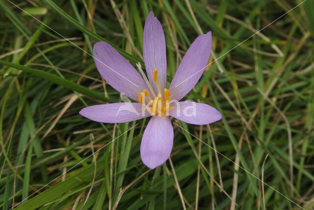 Meadow Saffron (Colchicum autumnale)