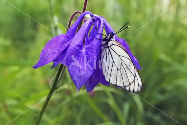 Black-veined White (Aporia crataegi)