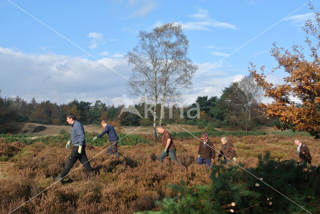 Kootwijkerzand