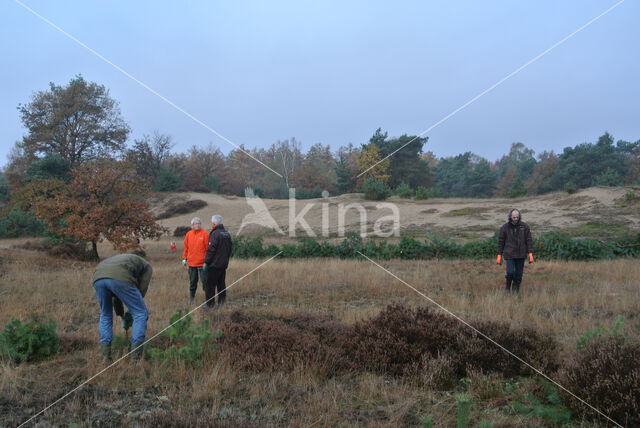 Kootwijkerzand