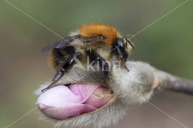 Common Carder Bee (Bombus agrorum)