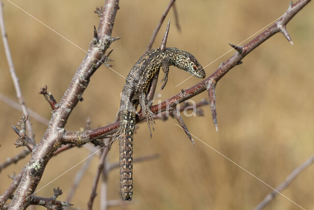 Great Grey Shrike (Lanius excubitor)