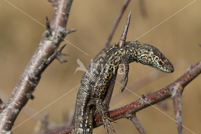 Klapekster (Lanius excubitor)