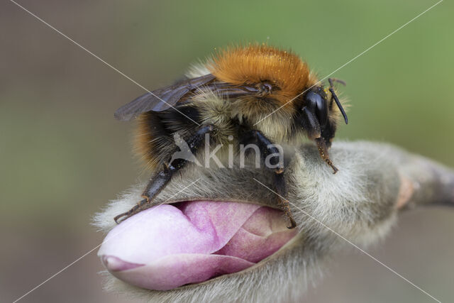 Akkerhommel (Bombus agrorum)