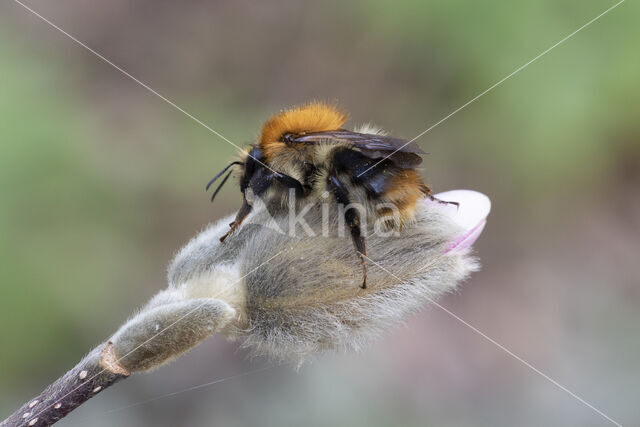 Common Carder Bee (Bombus agrorum)