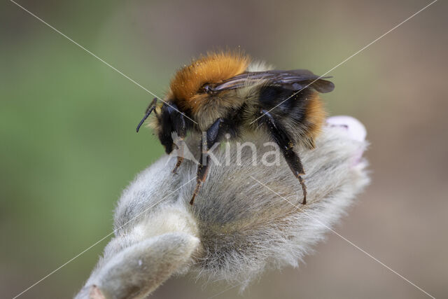 Common Carder Bee (Bombus agrorum)