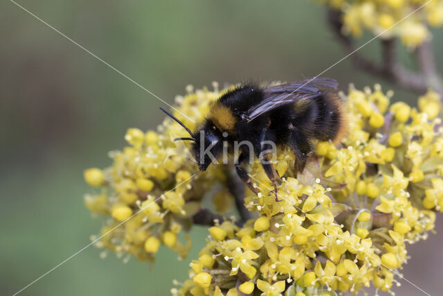 Early bumblebee (Bombus pratorum)