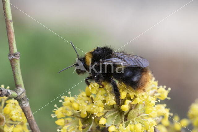 Weidehommel (Bombus pratorum)