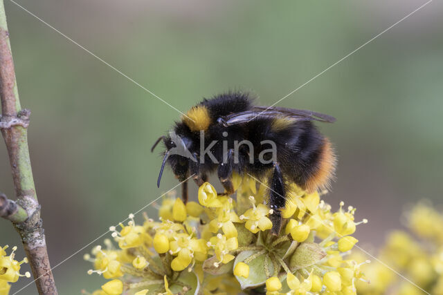 Weidehommel (Bombus pratorum)