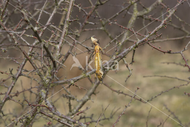 Great Grey Shrike (Lanius excubitor)