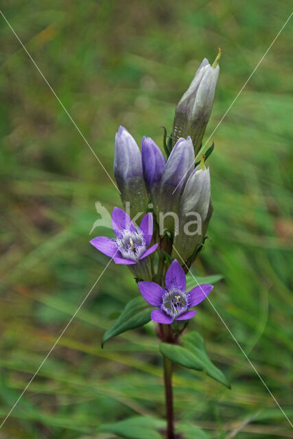 Duitse Gentiaan (Gentiana germanica)