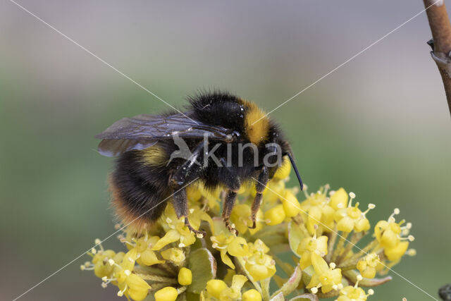 Weidehommel (Bombus pratorum)