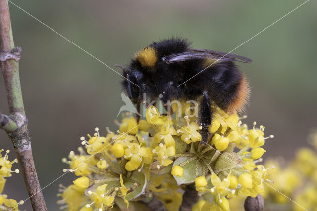 Weidehommel (Bombus pratorum)