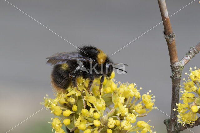 Weidehommel (Bombus pratorum)