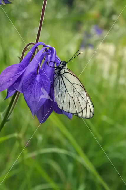 Black-veined White (Aporia crataegi)