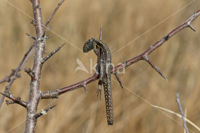 Great Grey Shrike (Lanius excubitor)