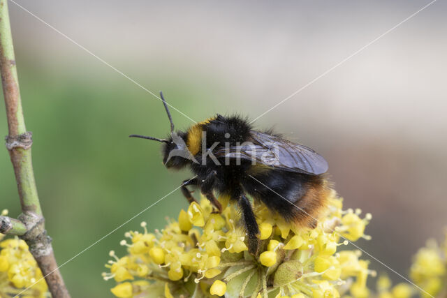 Weidehommel (Bombus pratorum)