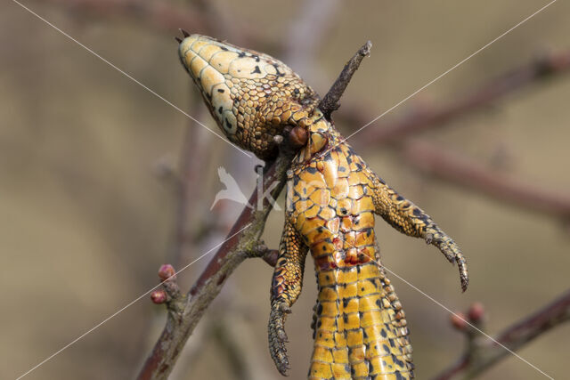 Klapekster (Lanius excubitor)