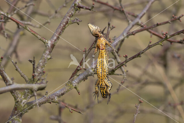 Klapekster (Lanius excubitor)