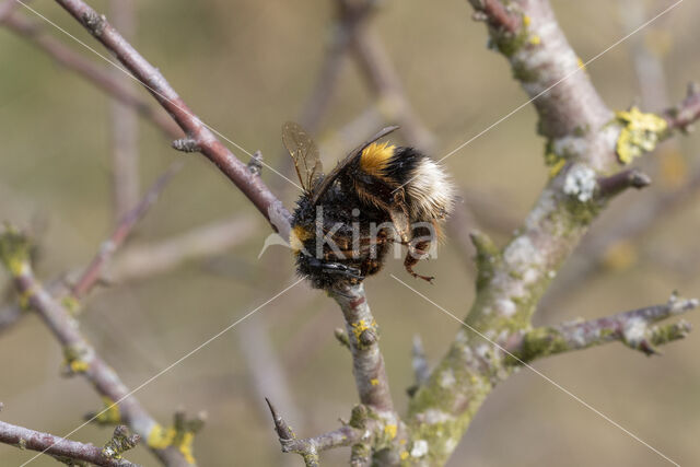 Klapekster (Lanius excubitor)