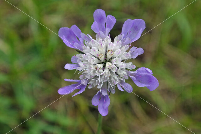 Small Scabious (Scabiosa columbaria)