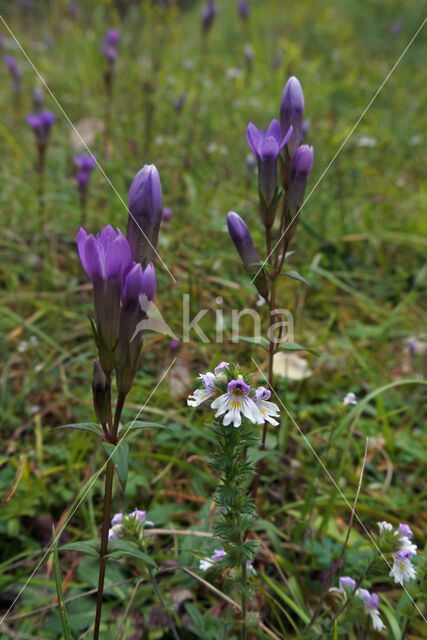 Duitse Gentiaan (Gentiana germanica)