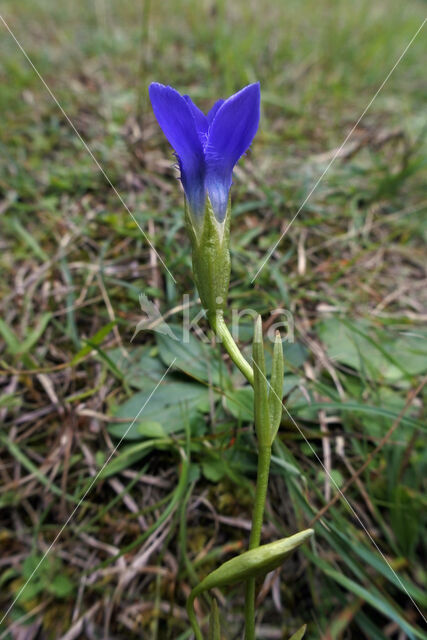 Franjegentiaan (Gentianella ciliata)