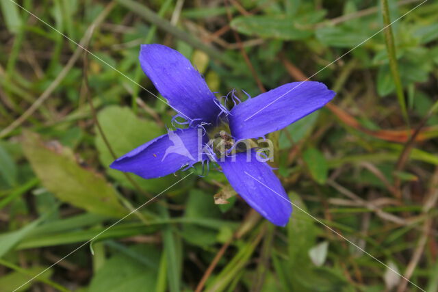 Franjegentiaan (Gentianella ciliata)