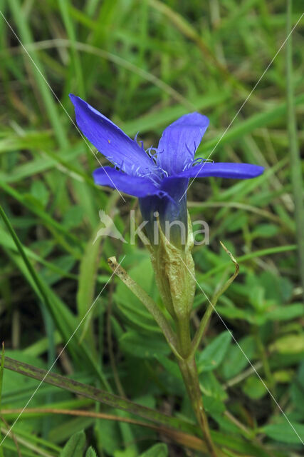 Franjegentiaan (Gentianella ciliata)