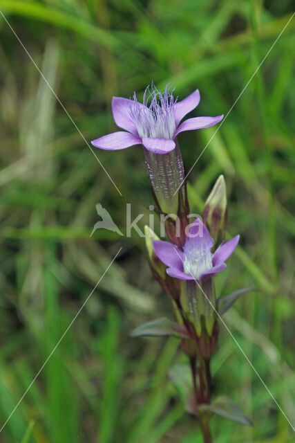 Duitse Gentiaan (Gentiana germanica)