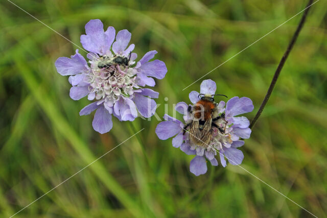 Duifkruid (Scabiosa columbaria)