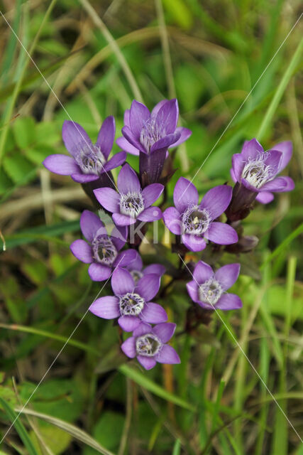 Chiltern Gentian (Gentiana germanica)