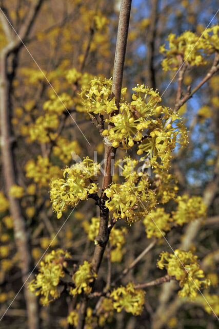 Cornelian Cherry (Cornus mas)