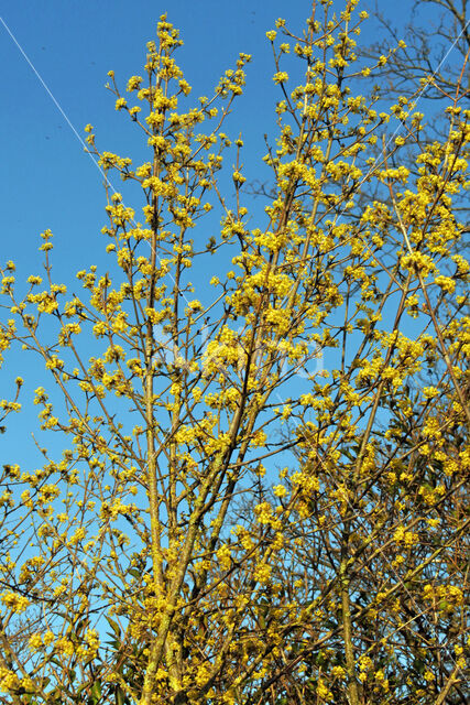 Cornelian Cherry (Cornus mas)